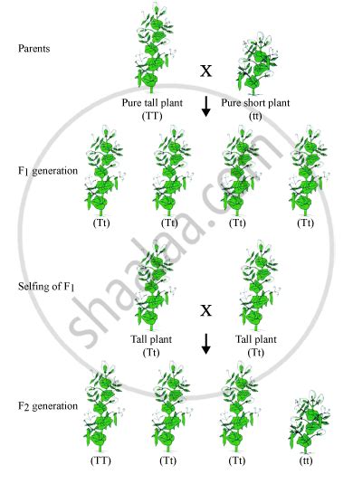 Mendel Crossed Tall Pea Plants with Dwarf Pea Plants in His Experiment. Write His Observations ...