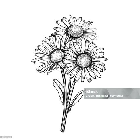 Beautiful Monochrome Black And White Daisy Bouquet Flowers Isolated For ...