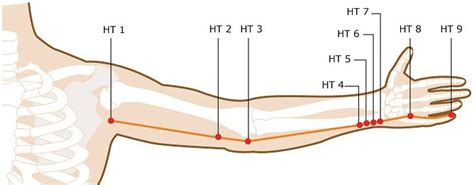 Acupuncture Meridian - Heart | Acupuncture points, Meridian acupuncture, Acupuncture