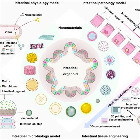 Application prospects for 3D intestinal organoids in nano-intestine ...