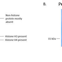 Representative Coomassie Brilliant Blue-stained gel demonstrating... | Download Scientific Diagram