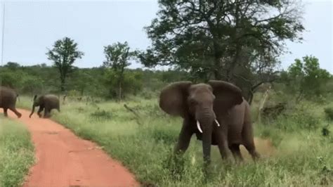 Elephant Stampede GIF - Elephant Stampede Africa - Discover & Share GIFs