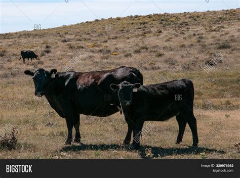 Black Angus Bull Calf Image & Photo (Free Trial) | Bigstock