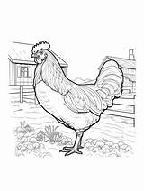 Chicken coloring Page sketch template