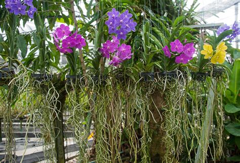 Orchid Roots: Complete Care Guide (with Pictures) - Brilliant Orchids