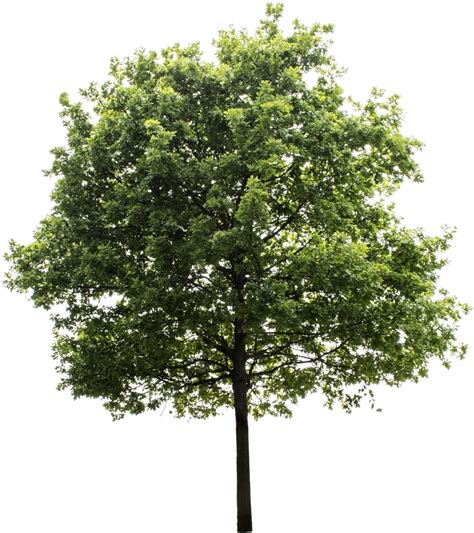 Free Png Trees For Photoshop Download Free Png Trees For Photoshop Png ...