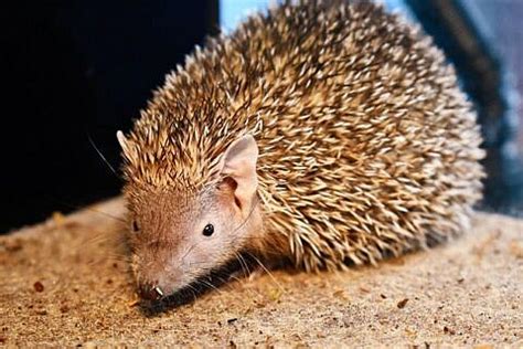 Featured Animals - Madagascar Lesser Tenrec - CMZoo