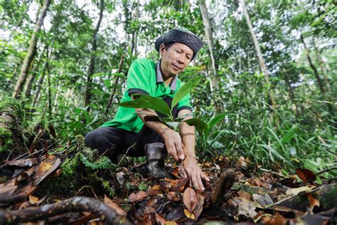 Restoration Program Protects Critical Forest Ecosystem in Riau ...