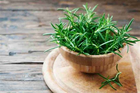 Growing Rosemary Indoors: Plant Care & Growing Guide - Indoor Home Garden