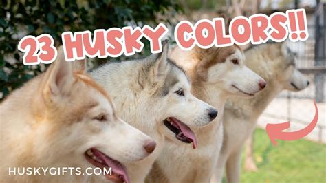 23 Siberian Husky Colors (+ PHOTOS!) - YouTube