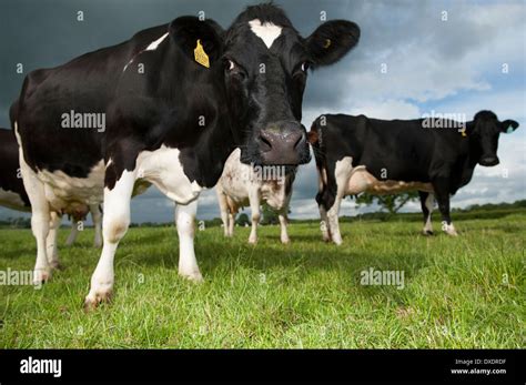 Holstein Friesian dairy cattle grazing in fields. Cumbria, UK Stock ...