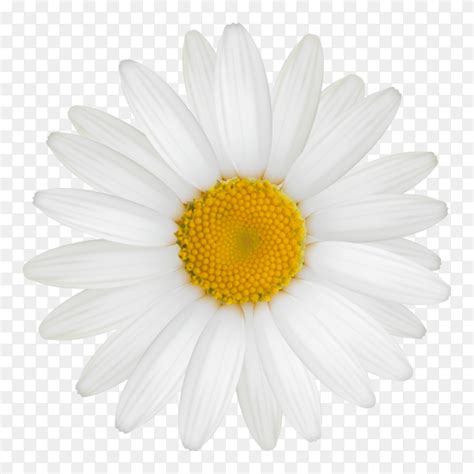 Flower Png Vector | Best Flower Site