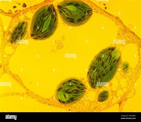 Plant cell, coloured transmission electron microscope (TEM). Chloroplasts, the site of ...
