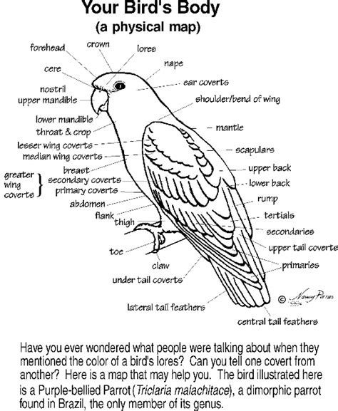 Illustration of Bird Anatomy | Parrot, Cockatiel care, Pet birds