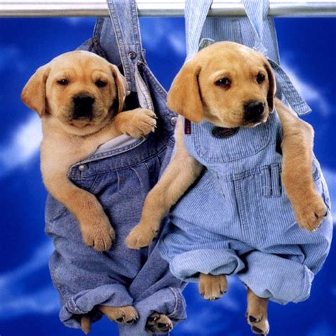 Cute Labrador Puppies, Cute Puppies, Dogs And Puppies, Cute Dogs, Doggies, Retriever Puppies ...