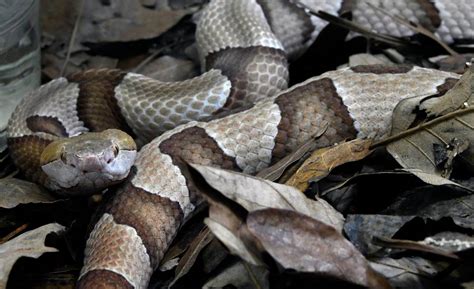 NC venomous / poisonous snakes: Copperhead, moccasin, photos | Raleigh ...