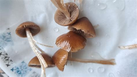 Psilocybe fimeteria?? : r/fimetaria