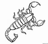 Scorpion Coloring Page » Turkau sketch template