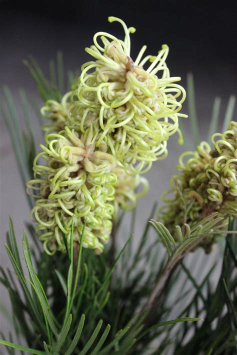 Grevillea | Stevens and Son Wholesale Florist