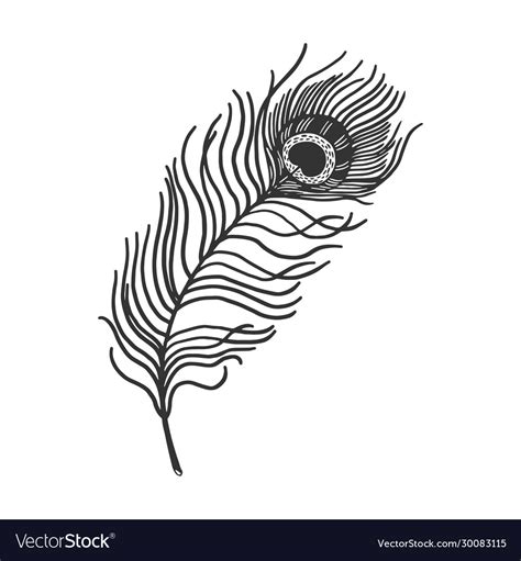 Peacock feather sketch Royalty Free Vector Image