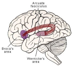 Arcuate fasciculus - NeuRA Library