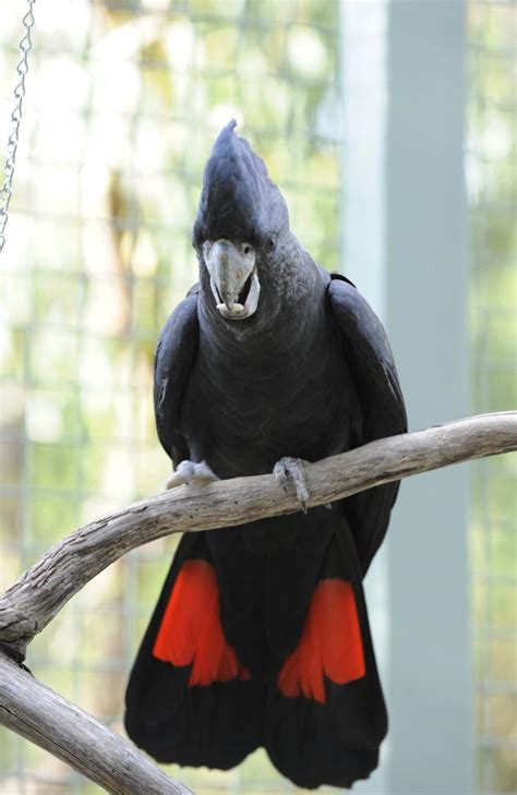 missing red tailed black cockatoo Taronga Zoo | Daily Telegraph