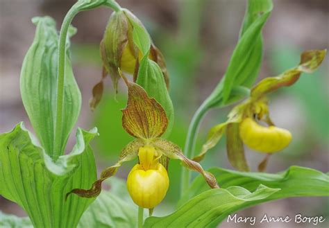 Yellow Lady’s Slipper – Like Winning the Lottery | The Natural Web