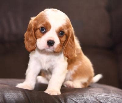 Adorable And Lovely Cavalier King Charles Spaniel Puppies For Adoption