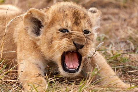 Amazing photo of lion cub shows Simba lookalike 'letting out its first roar'