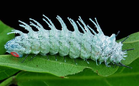 Giant Silkworm or Atlas Moth Caterpillar (Attacus atlas, S… | Flickr