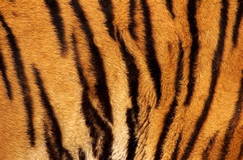 Tiger Fur Texture Pic Stock Photos, Pictures & Royalty-Free Images - iStock