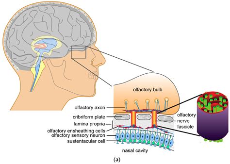 Origin Of Olfactory Nerve