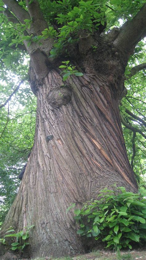 Bark, sweet chestnut tree | Robert Wright | Flickr