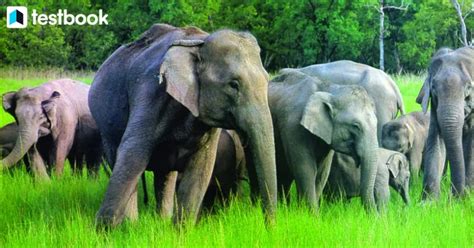 Wildlife Sanctuaries In Jharkhand, Check List & Their Importance