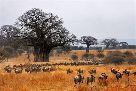 15 Top-Rated Tourist Attractions in Tanzania | PlanetWare