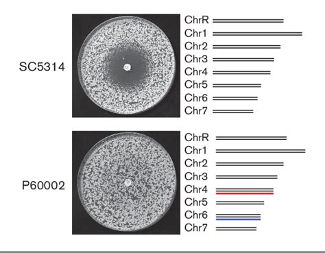 Figure 1 from A chromosome 4 trisomy contributes to increased fluconazole resistance in a ...