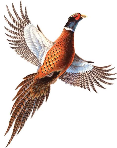 Pheasant Car Magnet Auto Truck Safe New Hunting 10.25" Tall Flying Magnetic Art | Birds painting ...