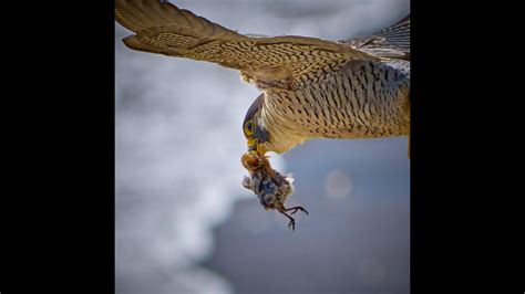 Juvenile Peregrine Falcons feeding - YouTube