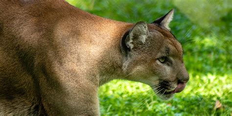 The Florida Panther, Also Known As A Mountain Lion Or Puma - Airboat ...