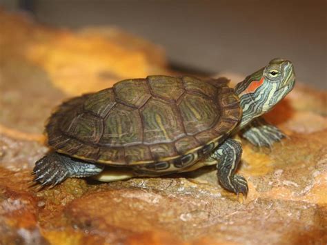 How To Keep Red Eared Slider Turtles?