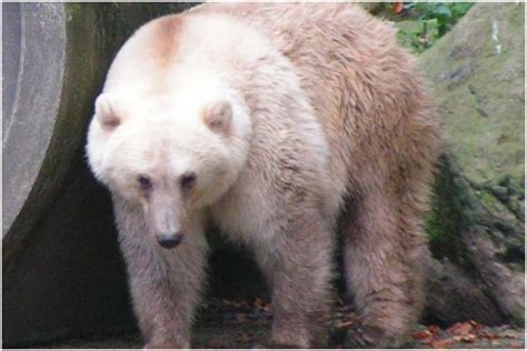 Starving Polar Bears are Mating with Grizzlies and Creating 'Pizzly Bears' Due to Climate Change