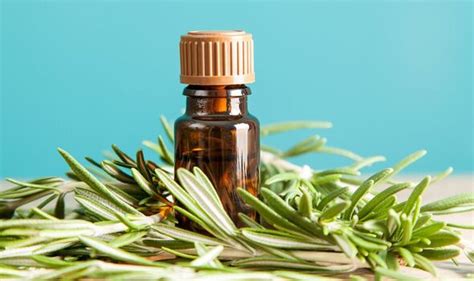 Hair loss: How to use rosemary oil for thicker and healthier hair ...