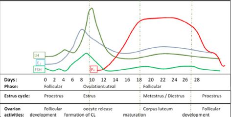 Example of hormonal changes during an estrous cycle, without... | Download Scientific Diagram