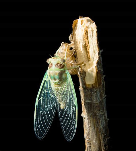 Royalty Free Cicada Cocoon Pictures, Images and Stock Photos - iStock