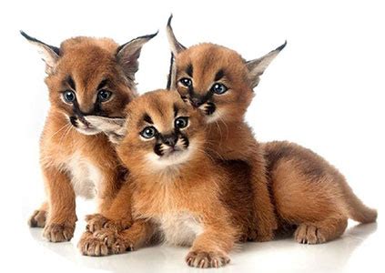 caracal cat price near michigan - Good-Sized Blawker Photo Exhibition