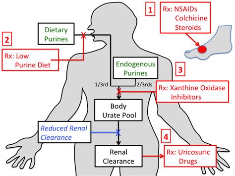 Colchicine Mechanism Gout - Mechanism Of Action Of Colchicine In The Treatment Of Gout Clinical ...