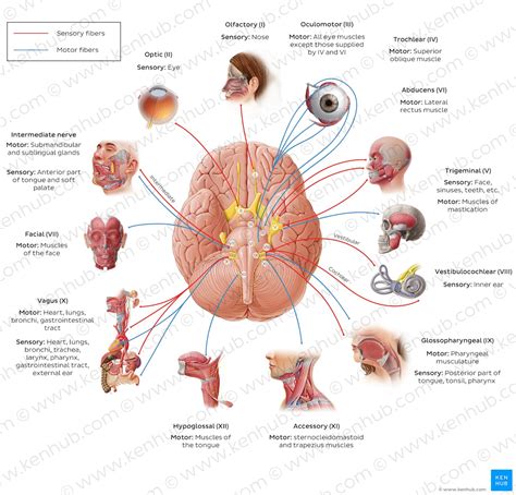 Cranial nerves: Anatomy, names, functions and mnemonics | Kenhub