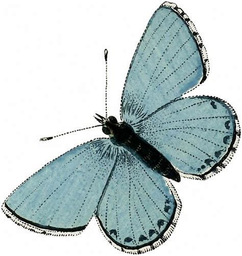 11 Blue Butterfly Images! - The Graphics Fairy