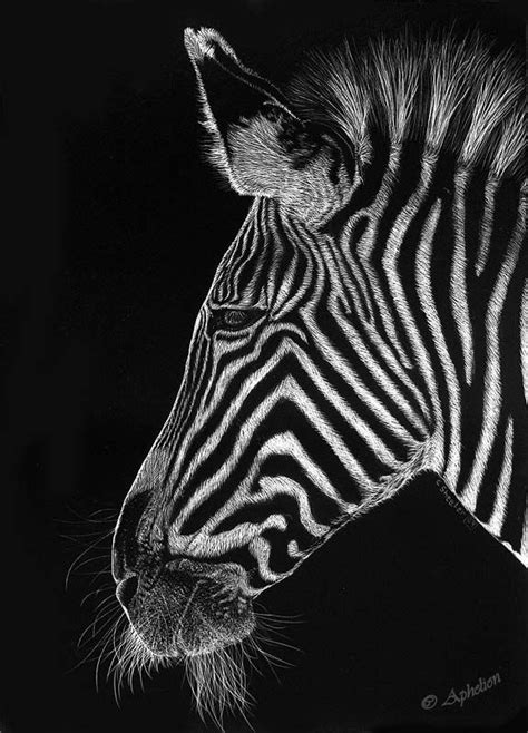 The scratchboard art below is a... - Page 2 - WetCanvas | Scratchboard ...