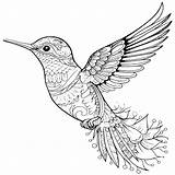 Hummingbird Coloring Book  Pages Made By Teachers sketch template